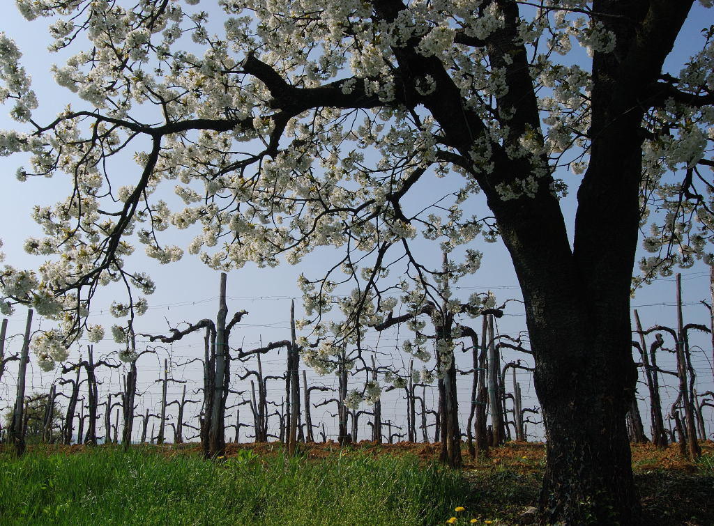 Agriturismo Domus Rustica Cormòns المظهر الخارجي الصورة